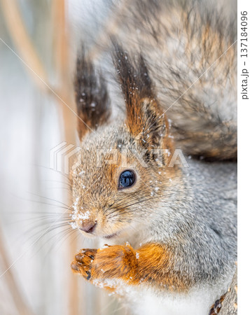 Portrait of a squirrel on a tree trunk 137184096