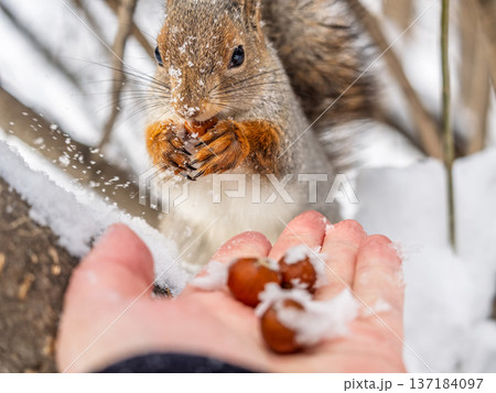 Squirrel eats nuts from a man's hand. Caring for animals in winter or autumn. 137184097