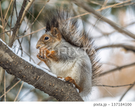 The squirrel with nut sits on tree in the winter or late autumn 137184100