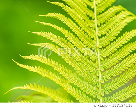 Natural green young ostrich fern or shuttlecock fern Natural green young ostrich fern or shuttlecock fern 137184113