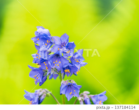 Close up view of Polemonium caeruleum blue flowers, Jacob's ladder flowers, soft shallow depth of field. Close up view of Polemonium caeruleum blue flowers, Jacob's ladder flowers, soft shallow depth of field. 137184114