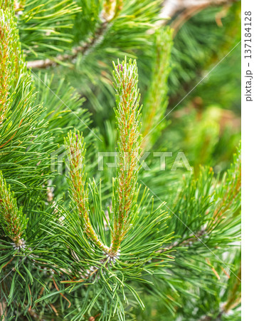 Green small pine trees with fresh shoots in spring or summer Green small pine trees with fresh shoots in spring or summer 137184128