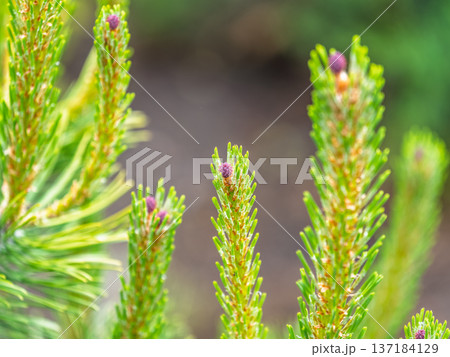 Green small pine trees with fresh shoots in spring or summer 137184129