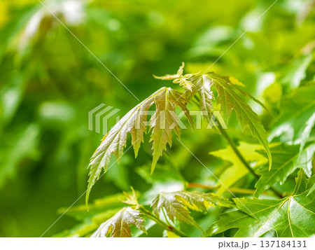 Spring branches of maple tree with fresh green leaves. Acer saccharinum, silver maple Spring branches of maple tree with fresh green leaves. Acer saccharinum, silver maple 137184131