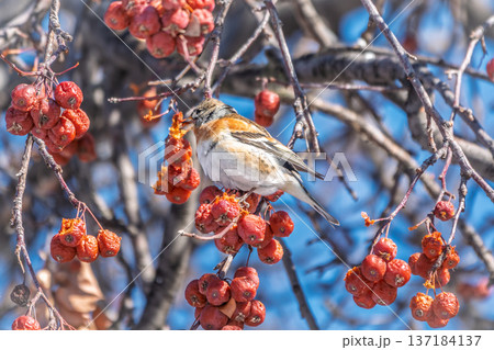 Brambling (Fringilla montifringilla) feeds on apples in winter. Brambling (Fringilla montifringilla) feeds on apples in winter. 137184137