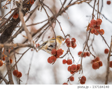 Brambling (Fringilla montifringilla) feeds on apples in winter. 137184140