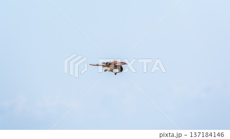 The common kestrel (Falco tinnunculus), also known as the European kestrel, Eurasian kestrel. 137184146