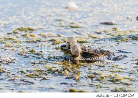 A large green frog sits in the marsh. 137184154