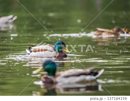 Duck swims in the pond. 137184159