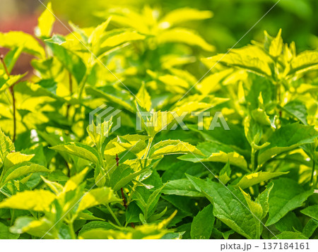 Nature of green leaf in garden at summer. Natural green leaves plants using as spring background cover page environment ecology Nature of green leaf in garden at summer. Natural green leaves plants using as spring background cover page environment ecology 137184161