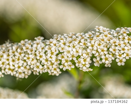 Beautiful white flowers Spirea aguta or Brides wreath. 137184162
