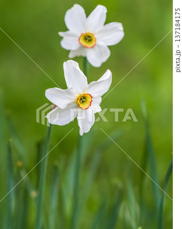 Delicate terry white-yellow narcissus flower close-up on a flower bed. Spring flowers primroses are a white narcissus flower in a green garden in natural conditions 137184175
