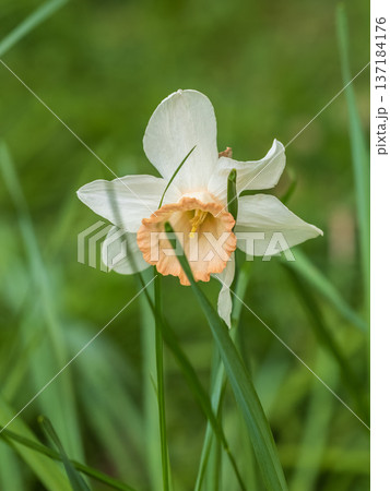 Delicate terry white-yellow narcissus flower close-up on a flower bed. Spring flowers primroses are a white narcissus flower in a green garden in natural conditions Delicate terry white-yellow narcissus flower close-up on a flower bed. Spring flowers primroses are a white narcissus flower in a green garden in natural conditions 137184176