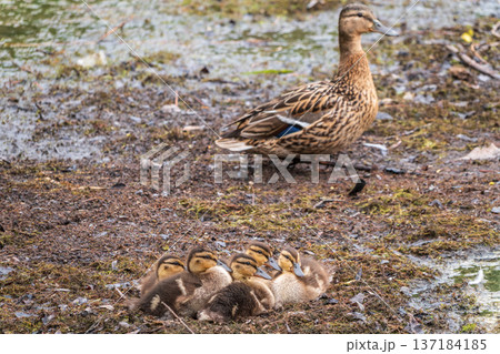 Adult duck with many ducklings sits on green shore of pond 137184185