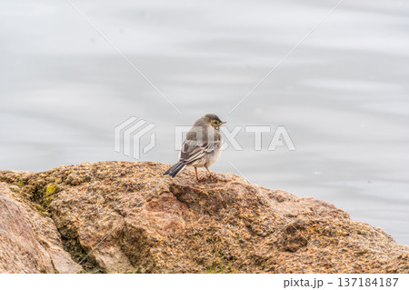 Young white wagtail, Motacilla alba, sitting on lake shore. Portrait of a young common songbird with long tail and black and white feather. Young white wagtail, Motacilla alba, sitting on lake shore. Portrait of a young common songbird with long tail and black and white feather. 137184187