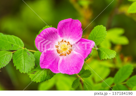 Blooming rosehip flower, beautiful pink flower on a bush branch. Beautiful natural background of blooming greenery. 137184190