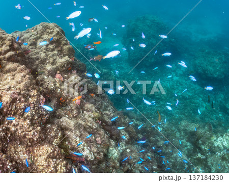 ソラスズメダイ、ホウライヒメジ、キンギョハナダイ他群れ。ヒリゾ浜南伊豆町中木 静岡県伊豆半島2025 137184230