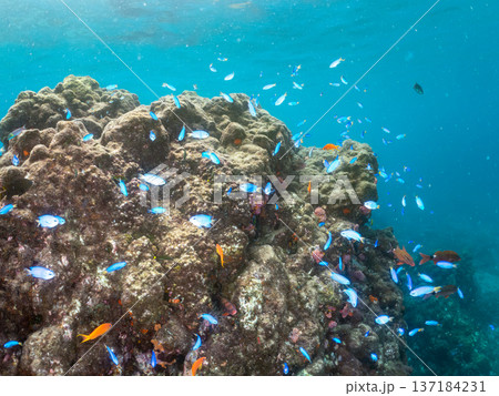 ソラスズメダイ、ホウライヒメジ、キンギョハナダイ他群れ。ヒリゾ浜南伊豆町中木 静岡県伊豆半島2025 137184231