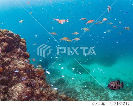 ソラスズメダイ、ホウライヒメジ、キンギョハナダイ他群れ。ヒリゾ浜南伊豆町中木 静岡県伊豆半島2025 137184237