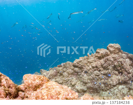 ソラスズメダイ、ホウライヒメジ、キンギョハナダイ他群れ。ヒリゾ浜南伊豆町中木 静岡県伊豆半島2025 137184238