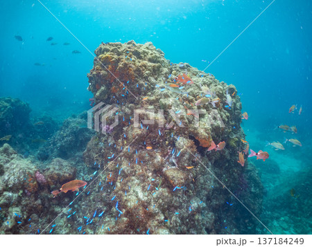 ソラスズメダイ、ホウライヒメジ、キンギョハナダイ他群れ。ヒリゾ浜南伊豆町中木 静岡県伊豆半島2025 137184249