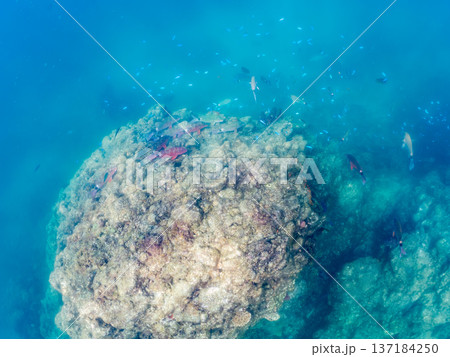 ソラスズメダイ、ホウライヒメジ、キンギョハナダイ他群れ。ヒリゾ浜南伊豆町中木 静岡県伊豆半島2025 137184250