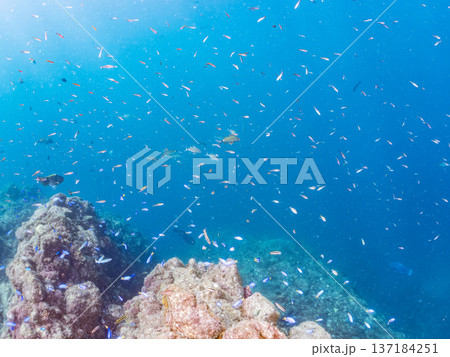 ソラスズメダイ、ホウライヒメジ、キンギョハナダイ他群れ。ヒリゾ浜南伊豆町中木 静岡県伊豆半島2025 ソラスズメダイ、ホウライヒメジ、キンギョハナダイ他群れ。ヒリゾ浜南伊豆町中木 静岡県伊豆半島2025 137184251