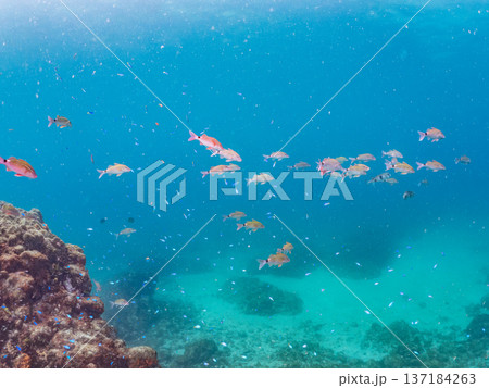 ソラスズメダイ、ホウライヒメジ、キンギョハナダイ他群れ。ヒリゾ浜南伊豆町中木 静岡県伊豆半島2025 137184263