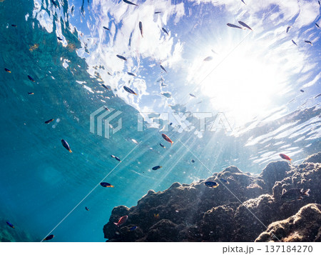 ソラスズメダイ、ホウライヒメジ、キンギョハナダイ他群れ。ヒリゾ浜南伊豆町中木 静岡県伊豆半島2025 137184270