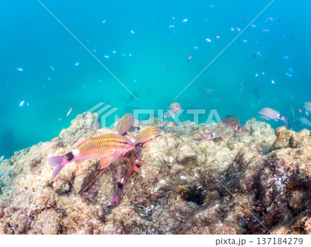 ソラスズメダイ、ホウライヒメジ、キンギョハナダイ他群れ。ヒリゾ浜南伊豆町中木 静岡県伊豆半島2025 137184279