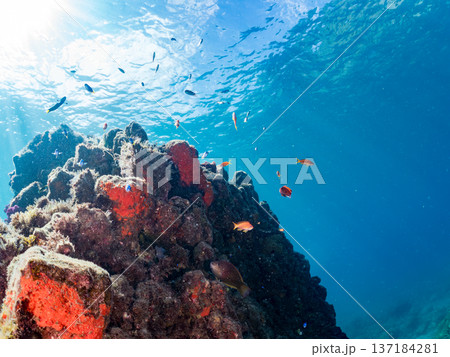 ソラスズメダイ、ホウライヒメジ、キンギョハナダイ他群れ。ヒリゾ浜南伊豆町中木 静岡県伊豆半島2025 137184281