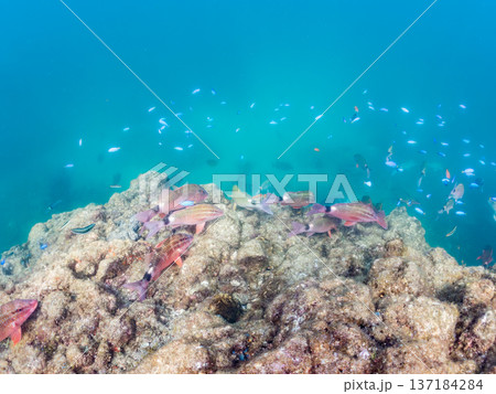 ソラスズメダイ、ホウライヒメジ、キンギョハナダイ他群れ。ヒリゾ浜南伊豆町中木 静岡県伊豆半島2025 137184284