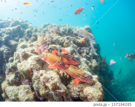 ソラスズメダイ、ホウライヒメジ、キンギョハナダイ他群れ。ヒリゾ浜南伊豆町中木 静岡県伊豆半島2025 137184285
