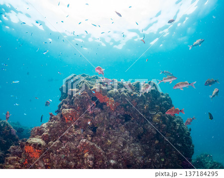 ソラスズメダイ、ホウライヒメジ、キンギョハナダイ他群れ。ヒリゾ浜南伊豆町中木 静岡県伊豆半島2025 137184295