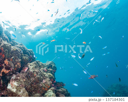 ソラスズメダイ、ホウライヒメジ、キンギョハナダイ他群れ。ヒリゾ浜南伊豆町中木 静岡県伊豆半島2025 137184301