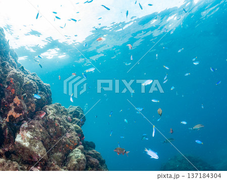 ソラスズメダイ、ホウライヒメジ、キンギョハナダイ他群れ。ヒリゾ浜南伊豆町中木 静岡県伊豆半島2025 137184304