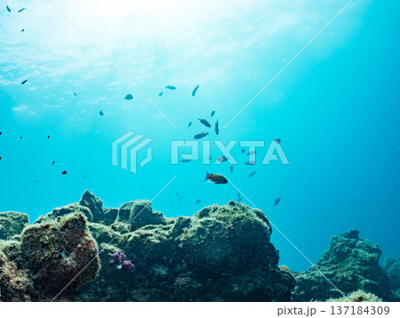 ソラスズメダイ、ホウライヒメジ、キンギョハナダイ他群れ。ヒリゾ浜南伊豆町中木 静岡県伊豆半島2025 137184309