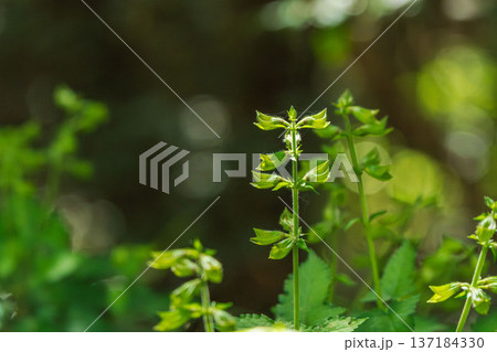 秋の森　日差しに輝く野草13 137184330