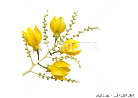 yellow flowers ylang ylang local flora of asia arrangement flat lay postcard style yellow flowers ylang ylang local flora of asia arrangement flat lay postcard style 137184364