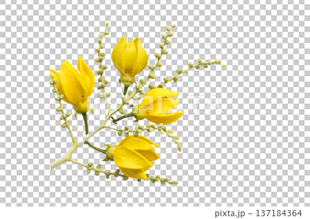 yellow flowers ylang ylang local flora of asia arrangement flat lay postcard style yellow flowers ylang ylang local flora of asia arrangement flat lay postcard style 137184364