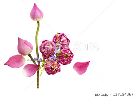 pink flowers lotus local flora of asia arrangement flat lay postcard style  137184367
