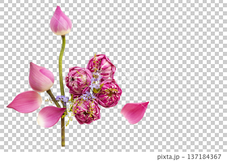 pink flowers lotus local flora of asia arrangement flat lay postcard style  137184367