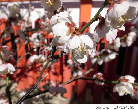 神社の白梅 神社の白梅 137184389