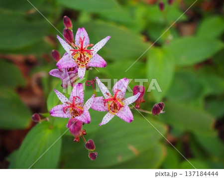 タイワンホトトギス 137184444