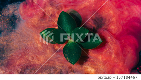 Plant ink swirl. Smoke flow blur. Green nature succulent abstract curl fog. Pink red sparkling color water mix on black background. Plant ink swirl. Smoke flow blur. Green nature succulent abstract curl fog. Pink red sparkling color water mix on black background. 137184467