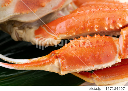 ボイルしたオオズワイガニのハサミのクローズアップ ボイルしたオオズワイガニのハサミのクローズアップ 137184497