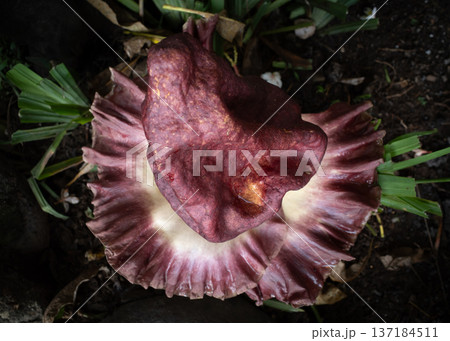 Intimate Macro Capture Of Vivid Aroid Bloom Highlighting Velvet Textures And Intricate Venation 137184511