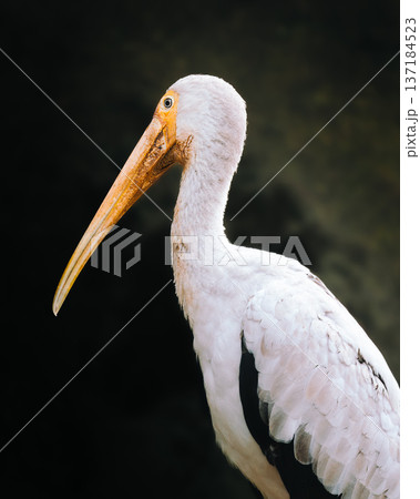 Serene Scene Of Bird Near Shoreline. Peaceful White Stork Observing Surroundings By Water Edge 137184523