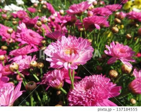 マーガレット マーガレット 137184555