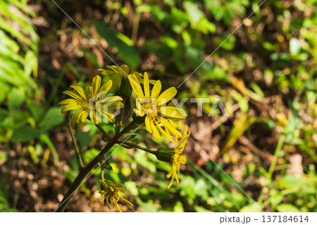初冬の森　ツワブキの黄色の花03 137184614